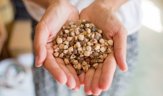 Community Seed Bank Croatia Community Seed Bank Croatia Vukomerić, Kroatien DIVERSITATIS unterstützt den Aufbau des Gemeinschaftssamenarchivs